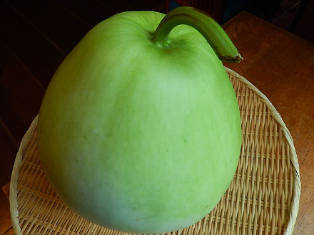 Bottle gourd