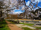 桜咲く温泉街の歩道
