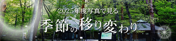 2025�N�x�ʐ^�Ō���G�߂̈ڂ�ς��