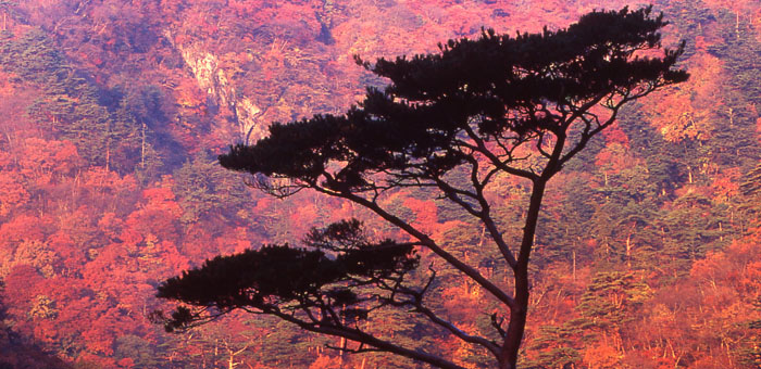 Shiobara Onsen Autumn