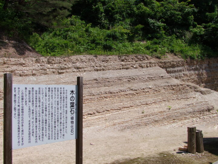 木の葉化石園