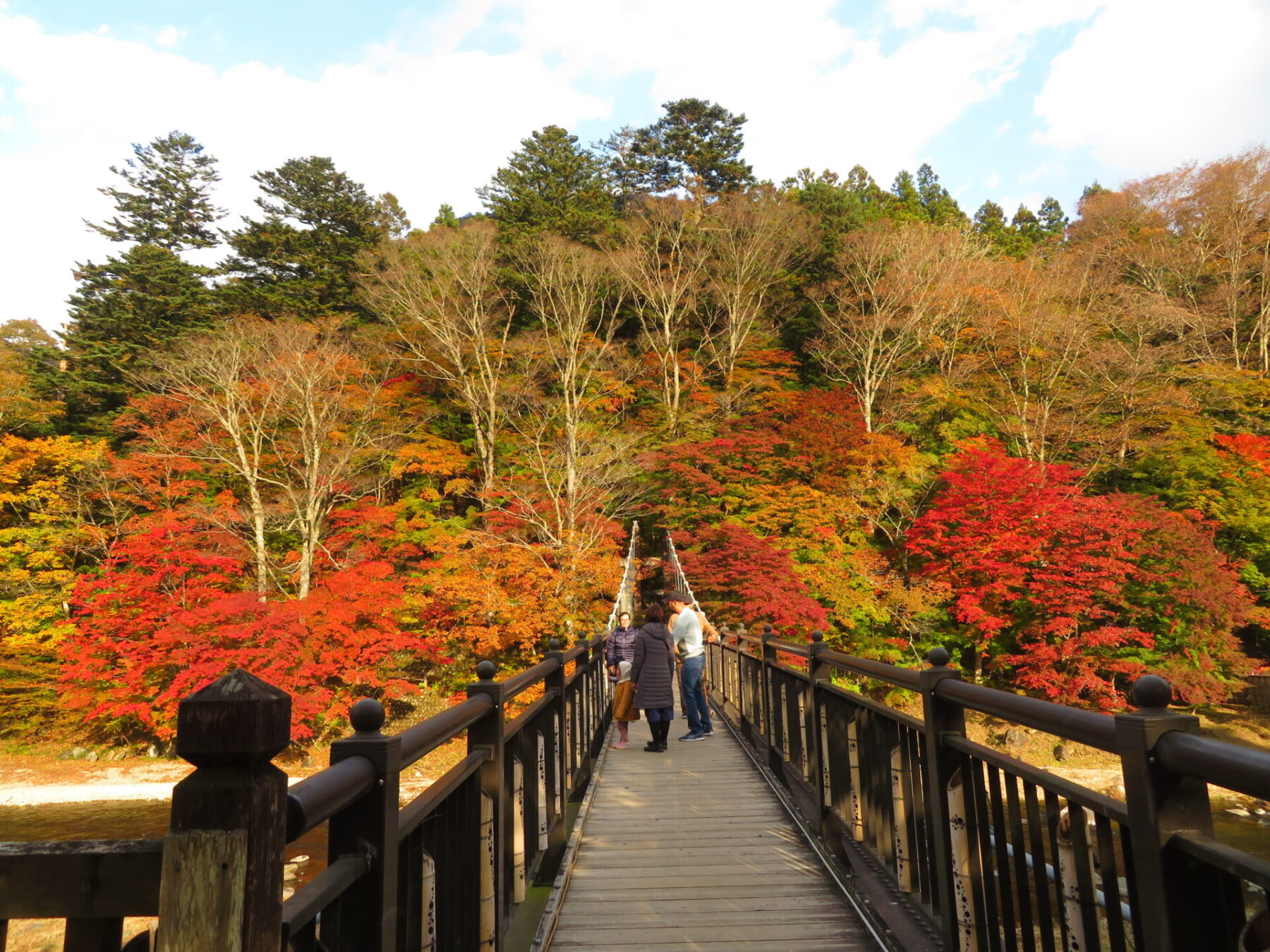 2023年10月31日の紅の吊橋(栃木県那須塩原市)の紅葉状況です。