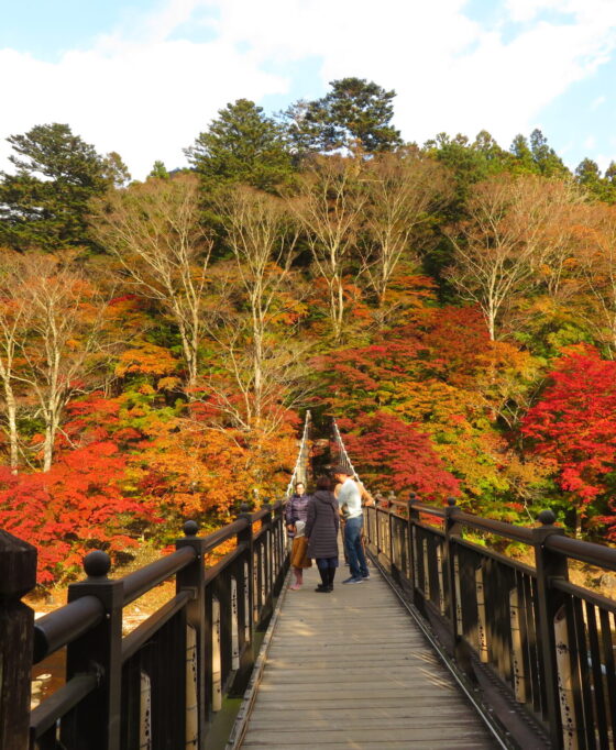 【11/27更新】紅の吊橋　紅葉状況2024