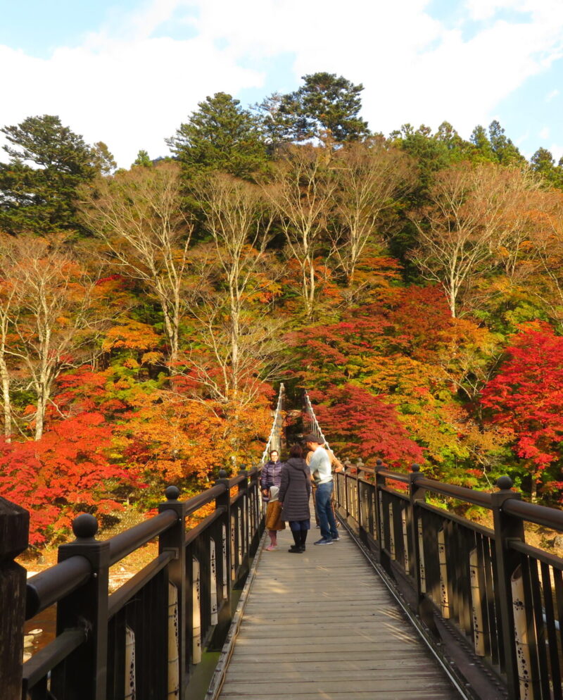 紅の吊橋　紅葉状況2026