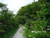 カンボクの花咲く大沼