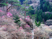 錦帯岩(やしおコース)