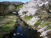 桜咲く温泉街