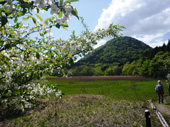新湯富士とズミの花