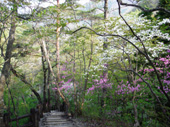 ツツジ類の花咲く回顧コース