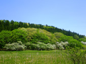 ズミ咲く大沼