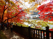 箒川渓谷 紅の吊橋対岸
