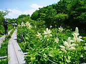 コバイケイソウ沼ッ原湿原