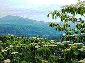 ミズキの花と高原山