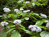 コアジサイの花咲くやしおコース